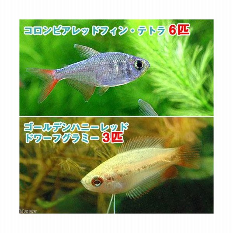 熱帯魚 ゴールデンハニーレッド ドワーフグラミー ３匹 コロンビアレッドフィン テトラ ６匹 北海道航空便要保温 通販 Lineポイント最大0 5 Get Lineショッピング