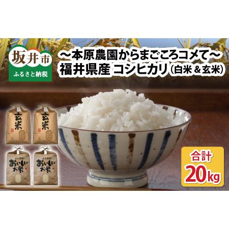 ふるさと納税 福井県産 コシヒカリ20kg 〜本原農園からまごころコメて〜 [B-8941_03] 福井県坂井市