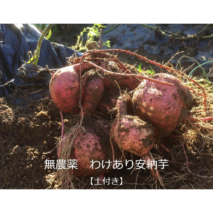 有機栽培  EM農法 わけあり 安納芋（さつまいも）１袋１kg