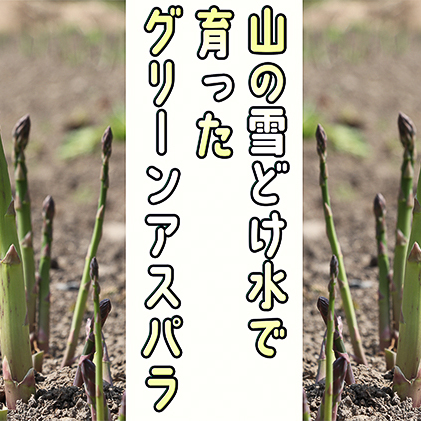 アスパラ 北海道 約1.5kg！露地限定グリーンアスパラ（M・Sサイズ混合）［ほりぐち農園］※2024年5月中旬出荷開始先行予約