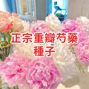 台灣現貨現發 【正宗重瓣芍藥種子】 台灣專用園藝種子易種盆栽 庭院花卉送禮自用 高發芽率種植簡單 開花植物優質保證