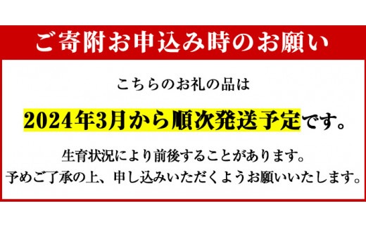 akune-2-41 ＜先行予約受付中！2024年3月から順次発送予定＞数量限定！朝堀り青果たけのこ(約1.5kg)国産 新鮮 タケノコ 竹の子 筍 野菜 春 旬 期間限定2-41