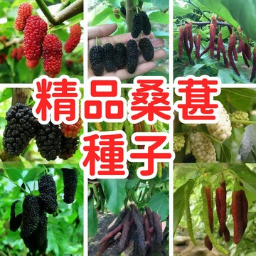 現貨速發【桑葚種子】臺灣原生桑葚種子 桑樹苗仔 桑子 桑果實籽 盆栽植物 自家種植 可食用 果樹苗 易栽種 陽臺園藝