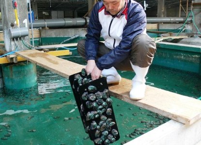 やわコリ食感紀州の蝦夷アワビ 