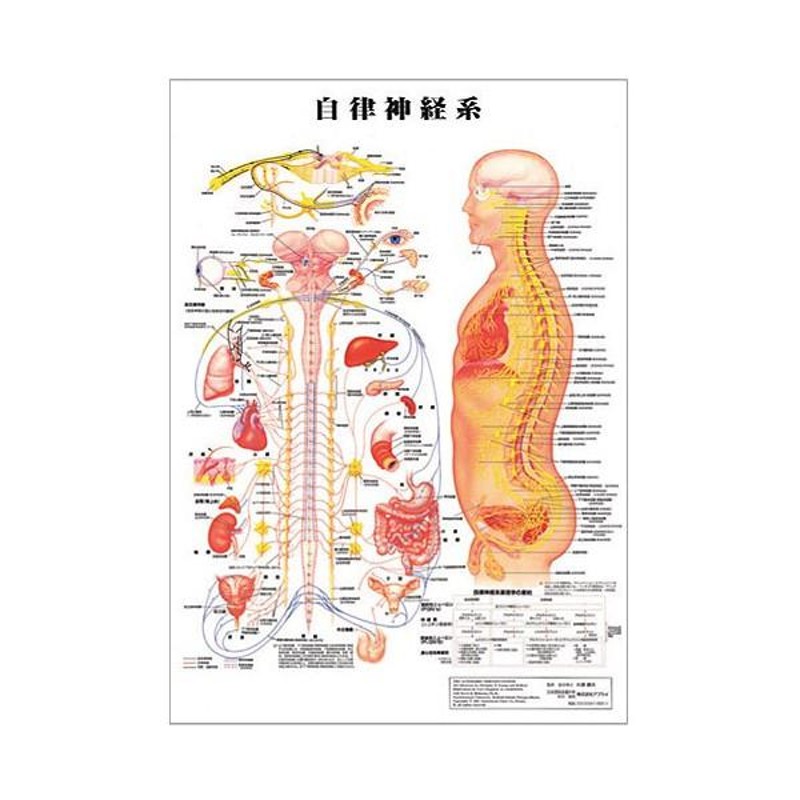 自律神経系 デスクサイズプラスチック版 ( ポスター ） 人体チャート 
