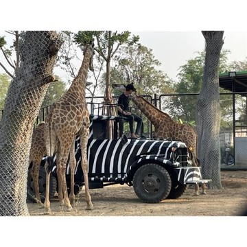 泰國｜大城獅子動物園、王朝古都巡禮、嘟嘟車遊大城、河畔米推料理、浪漫夜遊湄南河5日｜兩人成行-24BKK5BC06