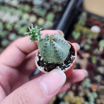 P老闆園藝~子吹布紋球 1吋盆 多肉 仙人掌