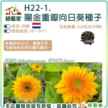 【綠藝家】H22-1.陽金重瓣向日葵種子0.8克(約30顆)株高約80公分 重瓣花系 可做盆花或花壇花園 花類