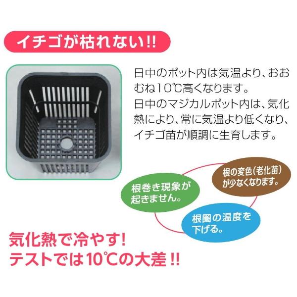 イチゴ苗専用 マジカルポット 黒 7.5cm 日本ポリ鉢販売