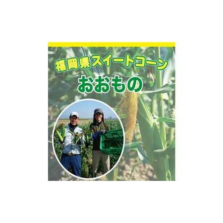 ふるさと納税 福岡県産 SDGs米糠堆肥で作ったメロンより甘い「博多あまっコーン(おおもの)」2.2kg以上とベビーコー.. 福岡県大刀洗町