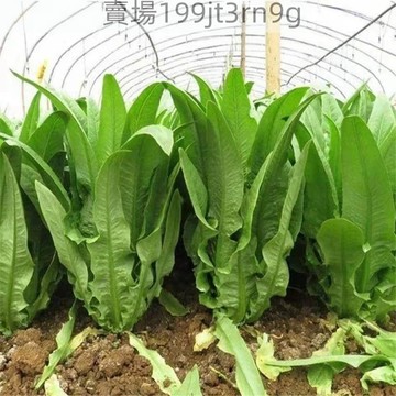 現貨 油麥菜種子（500粒） 四季種植 紅油麥菜種子 甜油麥 香麥菜 耐熱耐寒高產陽臺大田農家種植 四季蔬菜種子