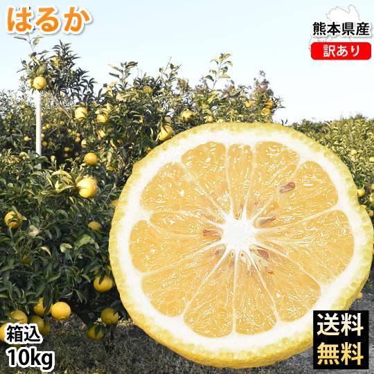 はるか みかん 10kg 箱込（内容量9kg＋補償分500g) 送料無料 訳あり 無選別 熊本県産 はるかみかん ミカン 蜜柑