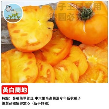 黃白蘭地番茄種子 黃金番茄 白蘭地番茄 傳家寶 黃色番茄種子 開陽種子 生吃番茄 水果番茄 鮮食番茄 適合陽台