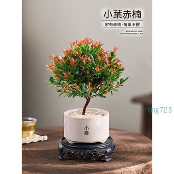 ✨珍稀小葉赤楠種子｜名貴盆景樹種 適合陽台小院盆栽造景 觀葉觀果 風水綠植種子