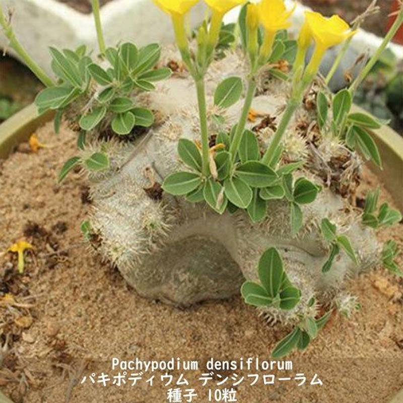 多肉植物 種子 種 Pachypodium densiflorum パキポディウム デンシフローラム シバ女王の玉櫛 種子 10粒 |  LINEブランドカタログ