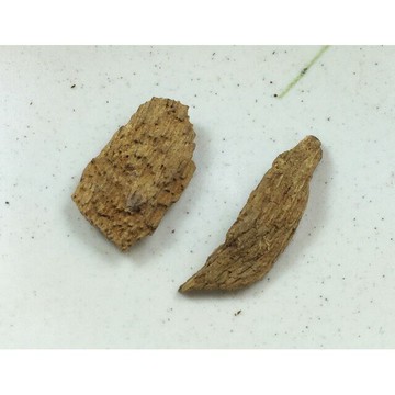 沉水~越南富森紅土沉香【周錦香】約0.91g 越南正區 濃甜蜜韻 甘醇奶香【特惠$3300】福森紅土 薰香 水沉 #8