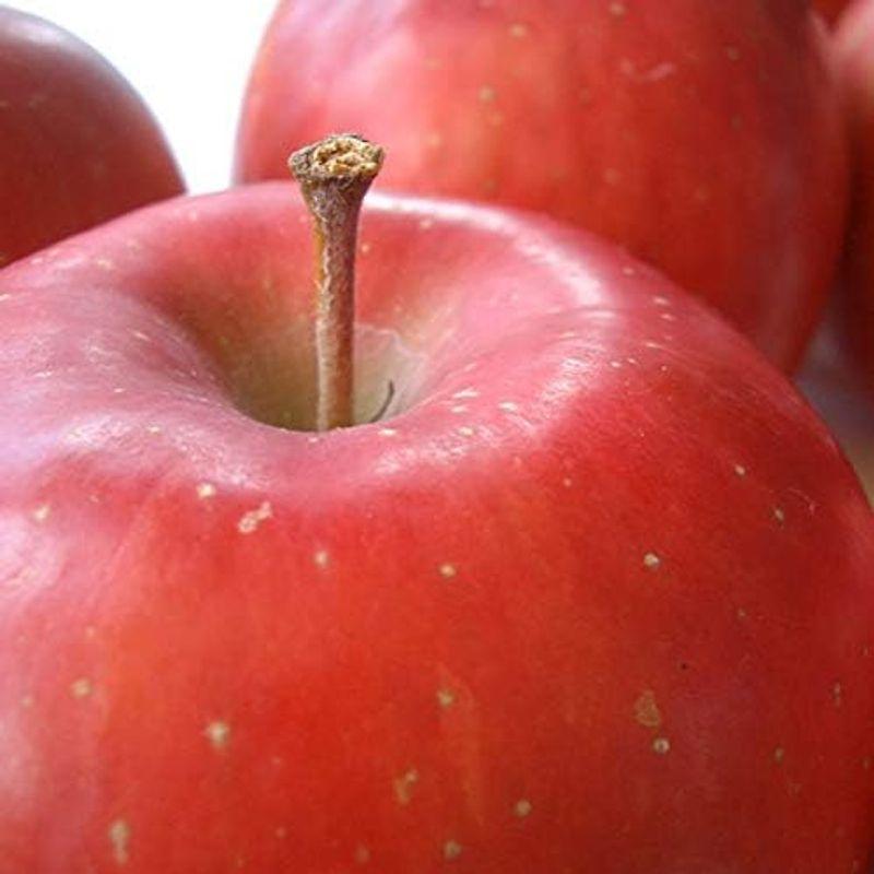 南国フルーツ 旬の赤りんご1.2kg(4?5玉)