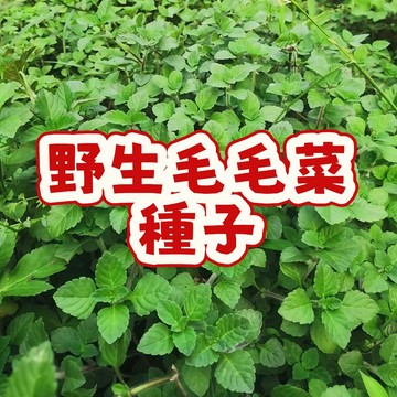 臺灣原生種野生毛毛菜種子 有機野菜種子 家庭陽臺盆栽種植 室內外易種 居家綠化食用植物 可現採現煮