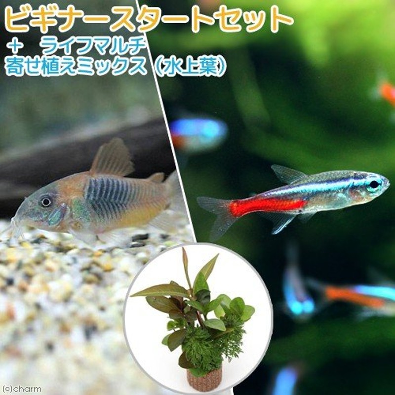 熱帯魚）（水草）ビギナースタートセット ネオンテトラ（１０匹）＋コリドラス・ベネズエラオレンジ（２匹） 北海道・九州航空便要保温 通販  LINEポイント最大1.0%GET | LINEショッピング