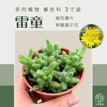 ［狂買園藝］多肉植物 雷童 3寸 ⚡️毛系小多肉 /仙人掌/景天科/送禮小物/婚禮小物