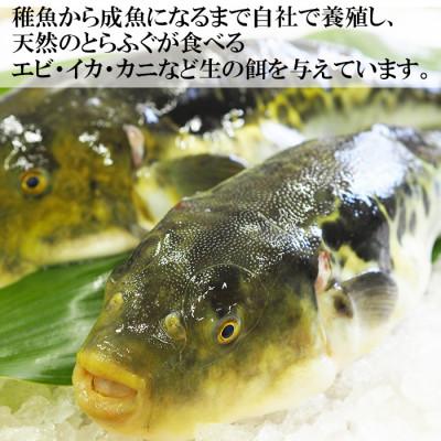 ふるさと納税 杵築市 大分水産の豊後とらふぐ刺身高級魚くえ刺身の味比べセット2人前(冷凍)