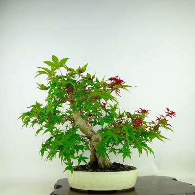 盆栽 紅葉 もみじ Acer palmatum モミジ 石付き カエデ科 落葉樹 観賞