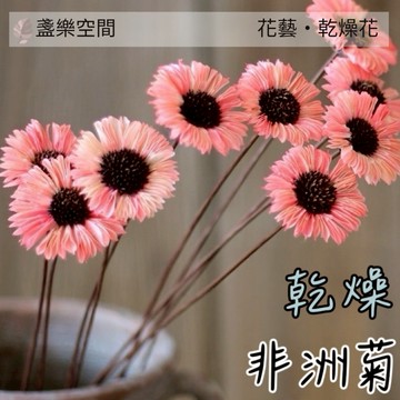 非洲菊 扶郎花 乾燥花 插花花材 裝飾 綜合乾燥花【盞樂空間】