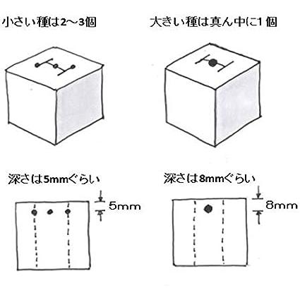 リビングファーム 水耕栽培 苗作り3点セット種なし 市販の種でお好きな野菜を育苗 LFS-088