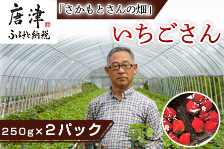 『予約受付』唐津産 いちごさん 250g×2パック(合計500g) 濃厚いちご 苺 イチゴ 果物 フルーツ