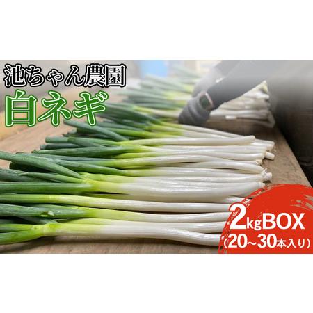 ふるさと納税 ネギ 白ネギ 2kg BOX 20〜30本入り 広島県三原市産 池ちゃん農園 広島県三原市