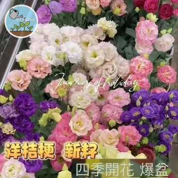洋桔梗種子   桃色風鈴草 美麗花卉 盆栽花種 園藝栽培 易種開花 台灣氣候適用 春季播種 陽台庭院