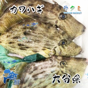 カワハギ 5kg (１kg 約３～５尾) かわはぎ 刺身 みそ汁ちり トマト煮込み 塩焼き 唐揚げ