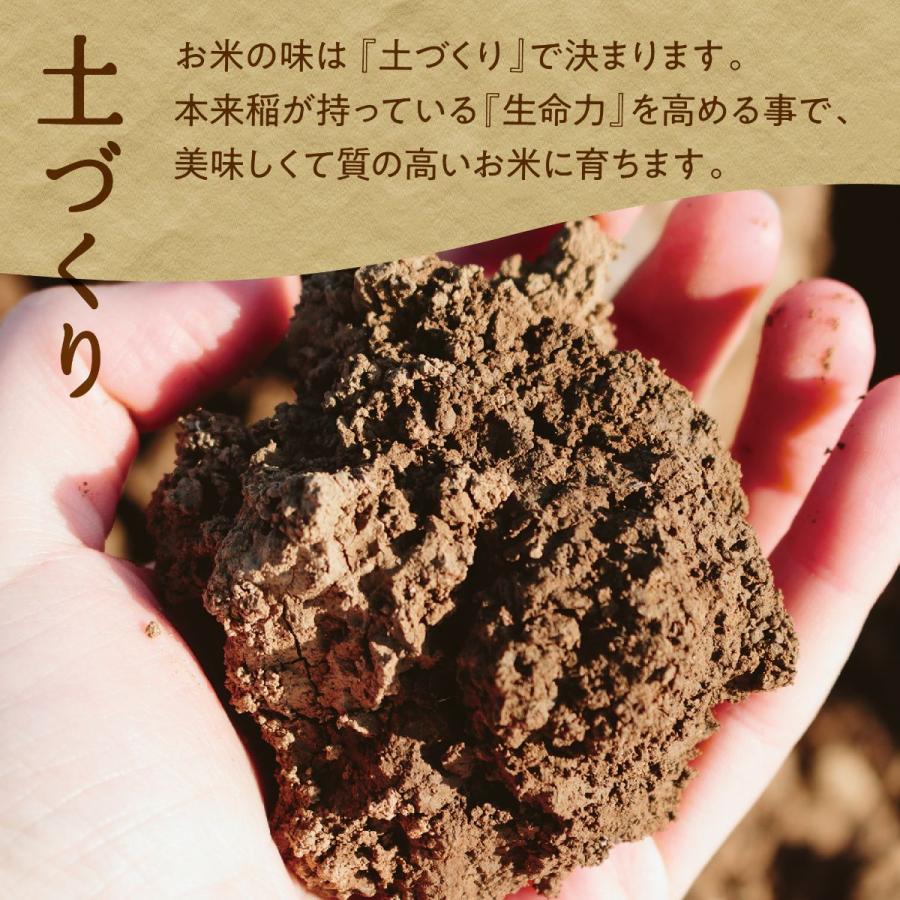 令和5年産 新米 金賞農家の飛騨産 若玄米 緑色玄米 青米 2.7kg 900g×3袋 青玄米 青の玄米 玄米 健康米 飛騨の米 米 みつわ農園 農家直送 送料無料