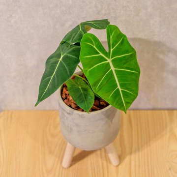 絨葉觀音蓮 水泥盆栽 落地盆栽 小高木腳水泥盆栽 開幕送禮 喬遷