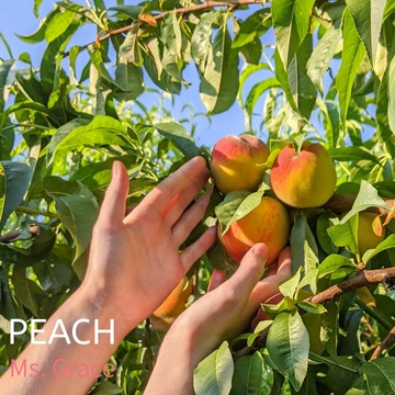 2026/5月預購 拉拉山 五月桃 友善耕作 產地直送 免運