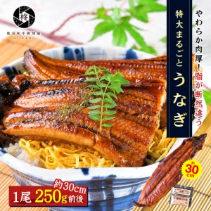 特大うなぎ 蒲焼き 1尾 250g 前後 (タレ 山椒 付) 送料無料 お取り寄せグルメ お中元 ギフト 贈り物 通販 冷凍食品