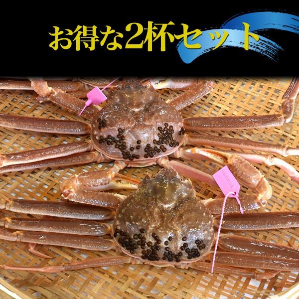 茹で 松葉ガニ 約700〜800g ズワイガニ ボイル済 クール発送 獲れたて 限定販売 カニ 蟹 かに 松葉かに まつばかに 販売