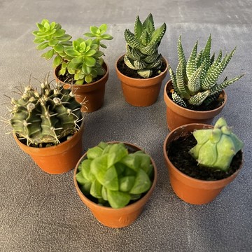 【1吋多肉植物】 仙人掌 1吋植物 仙人掌 多肉植物 幾何水泥盆 辦公室小物 手作 迷你盆器 1吋盆 水泥盆器 室內盆
