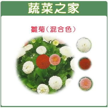 【蔬菜之家】H15.雛菊(混合色，高15~20cm)種子 (共2種包裝可選)