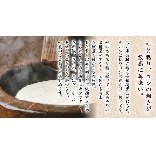 新米 新潟県産 白米 こがねもち米 5kg 令和5年産