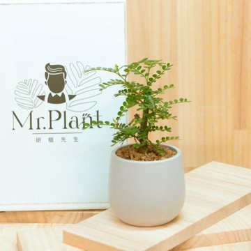 【拈花微笑】胡椒木｜日本花椒｜3 吋｜窗邊植物｜新手植物｜淨化空氣｜水泥盆｜招財植物｜觀葉植物｜質感盆栽