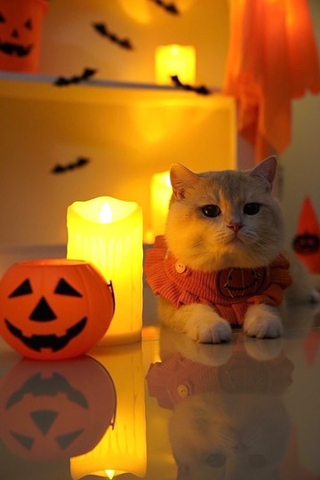 狗和貓的圍巾萬聖節南瓜版