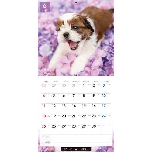 シー・ズー PICTWANカレンダー DOG 2023年カレンダー 23CL-50025L