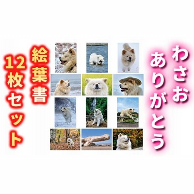 わさお ありがとう 絵葉書12枚セット