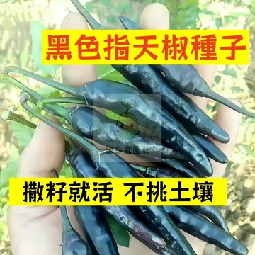 🌱早熟高產 🌶️黑色指天椒種子LJ-7 辛辣可口 早熟品種 分枝強壯 生長勢快 抗病性強 易種植田栽庭院盆栽蔬菜種子