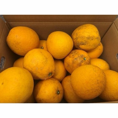 訳あり傷大きさ不揃い河内晩柑9キロ大三島産