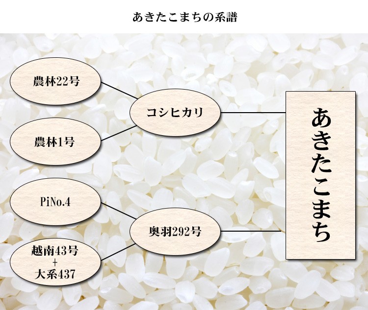 新米 米 白米 または 玄米 5kg あきたこまち 秋田県産 令和5年産 あきたこまち お米 5キロ 安い 送料無料