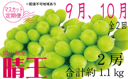 ぶどう 2024年 先行予約 9月・10月発送 シャイン マスカット 晴王 2房（合計約1.1kg） ブドウ 葡萄  岡山県産 国産 フルーツ 果物 ギフト