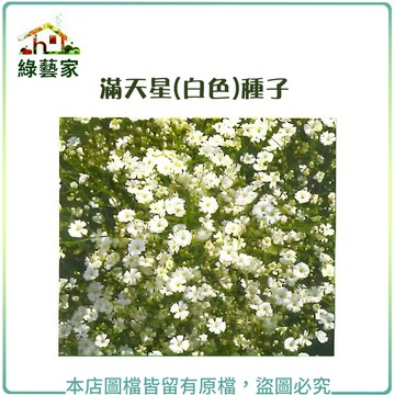 H30.滿天星(白色，高60~90cm)種子0.1克(約60顆)花卉 花類種子【綠藝家】