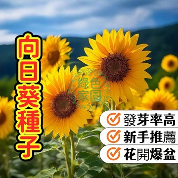 台灣發貨 熱銷【向日葵種子】金色陽光栽手心！治愈系向日葵種子，讓陽臺開滿微笑花海！預約夏日金黃浪漫，打造你的夢想花園～